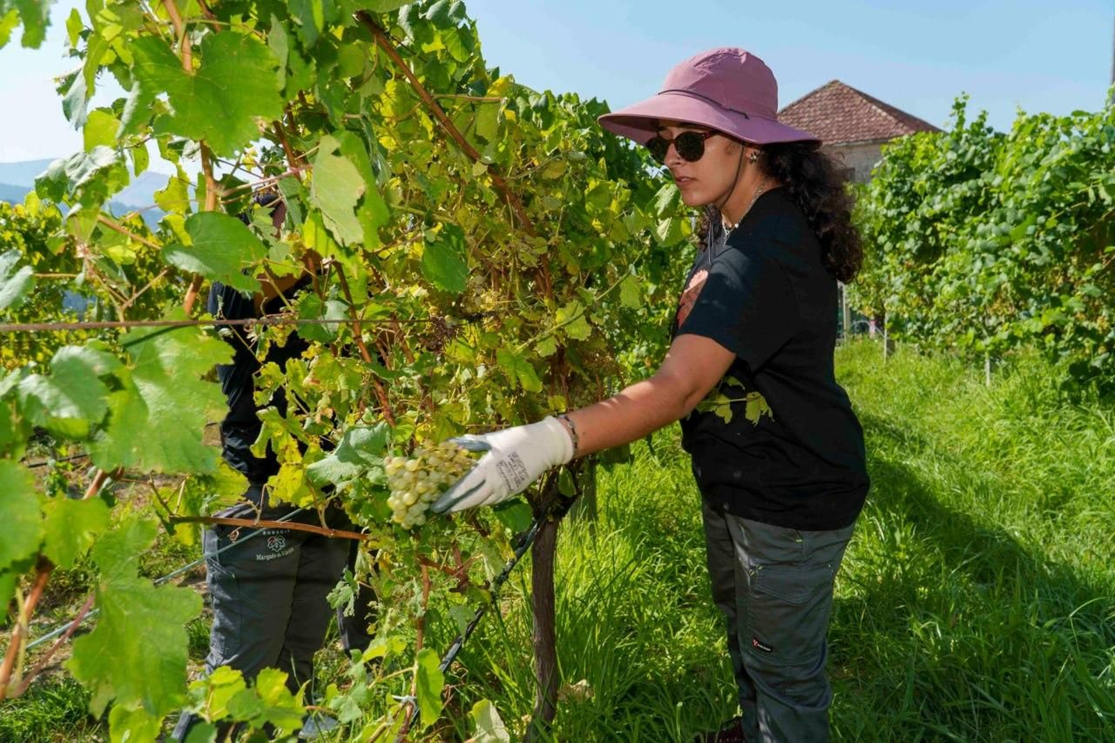Galería | El calor adelanta la vendimia en las Rías Baixas