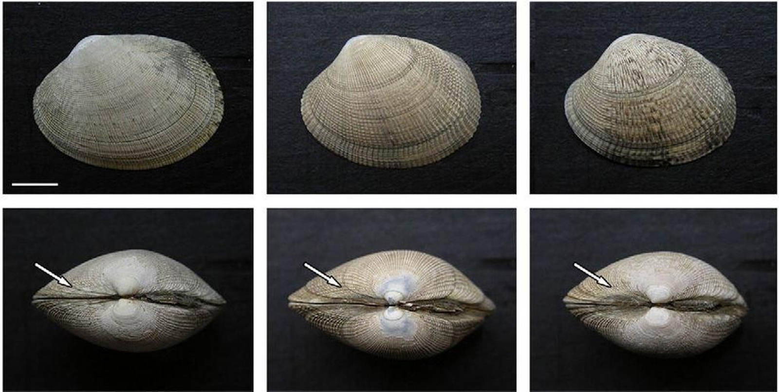 Vista de ejemplares de almeja fina (izquierda) y japónica (derecha). En el centro, ejemplar "intermedio" con características de ambas.