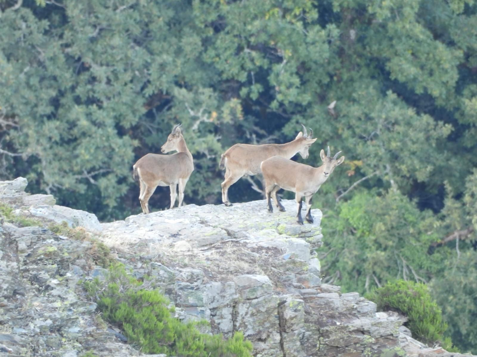 Galería | Así suena el otoño en Ourense: la berrea llena de sonidos las montañas