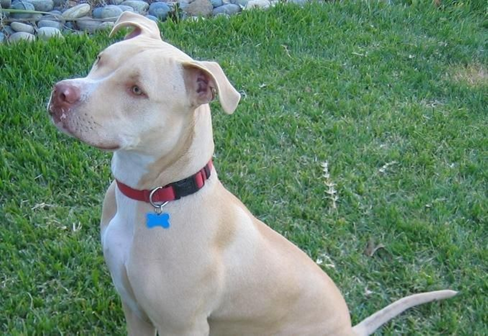 Imagen de un pit bull terrier.