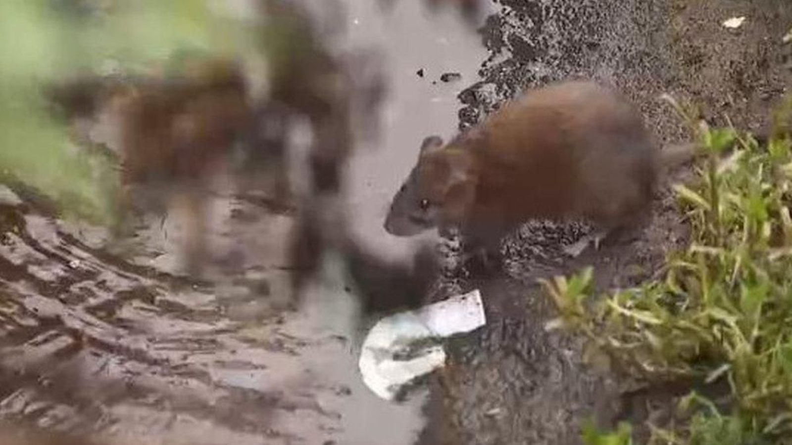 Una de las ratas intentando entrar en el río en Vilariño.