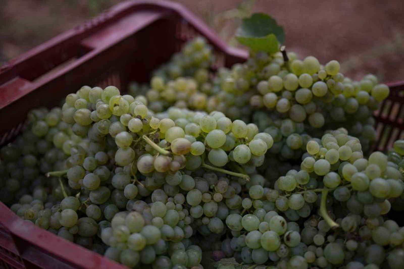 Vendimia en la bodega Pazos de Tapias, en Verín (XESÚS FARIÑAS)