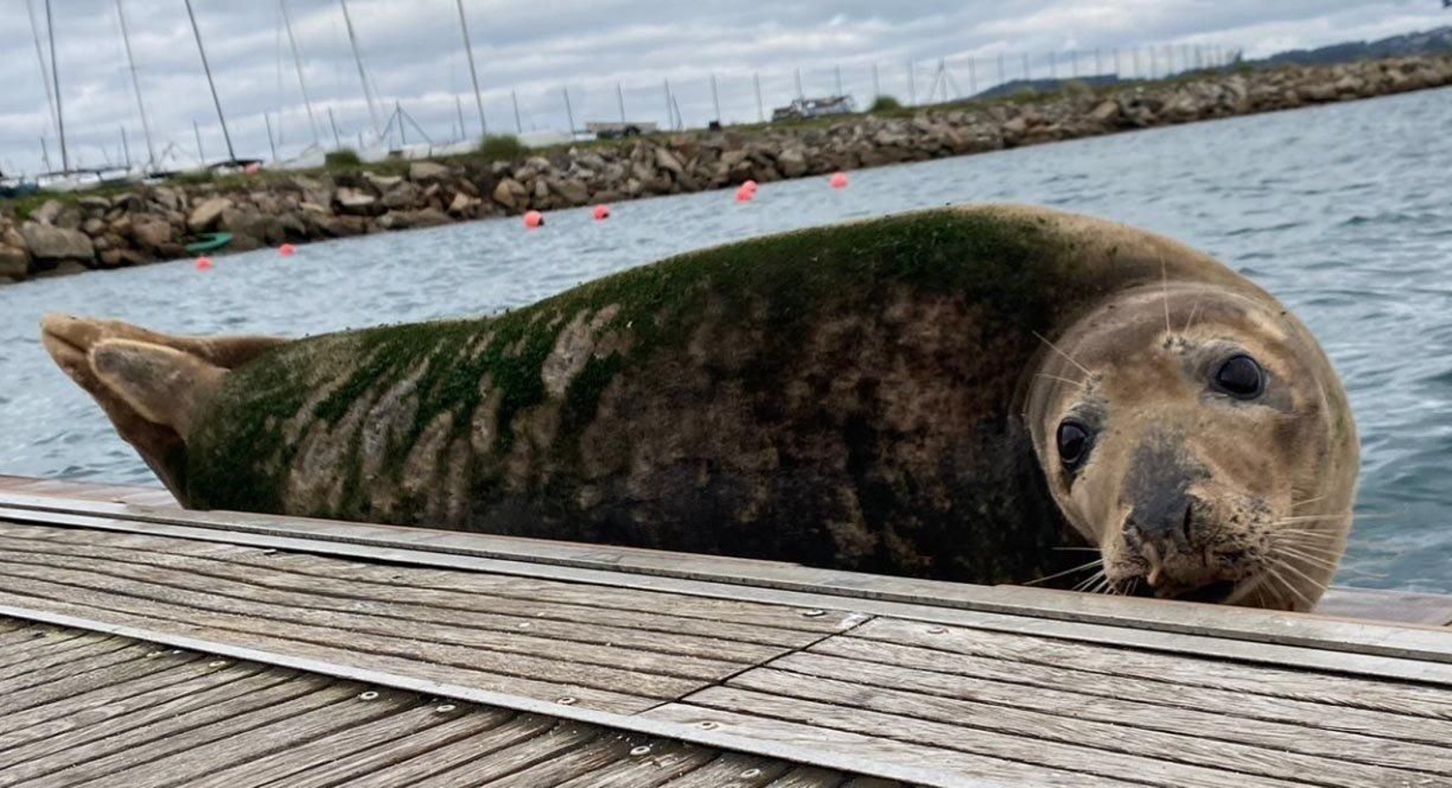 Lobo marino en el muelle de Oza, en A Coruña. Foto: Ep.