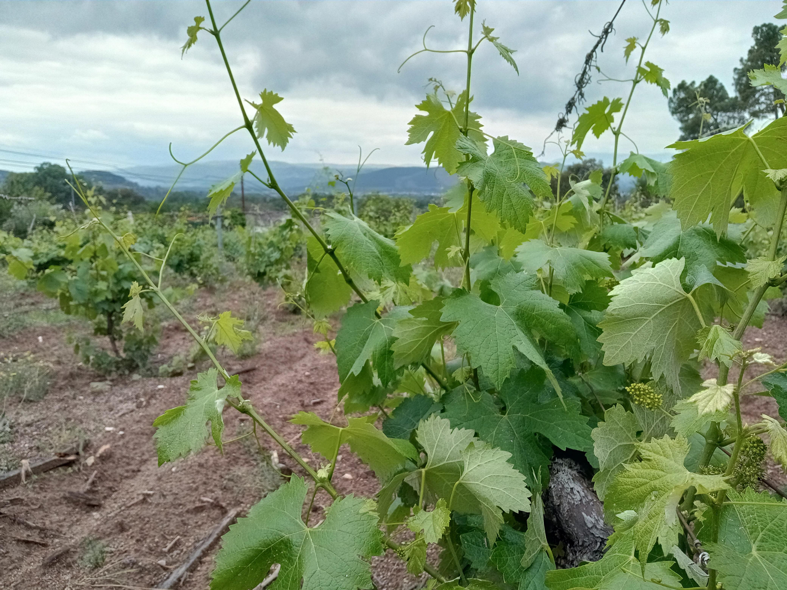 Una viña tras el granizo de finales de mayo en la comarca de Monterrei. (Foto: C.C.).