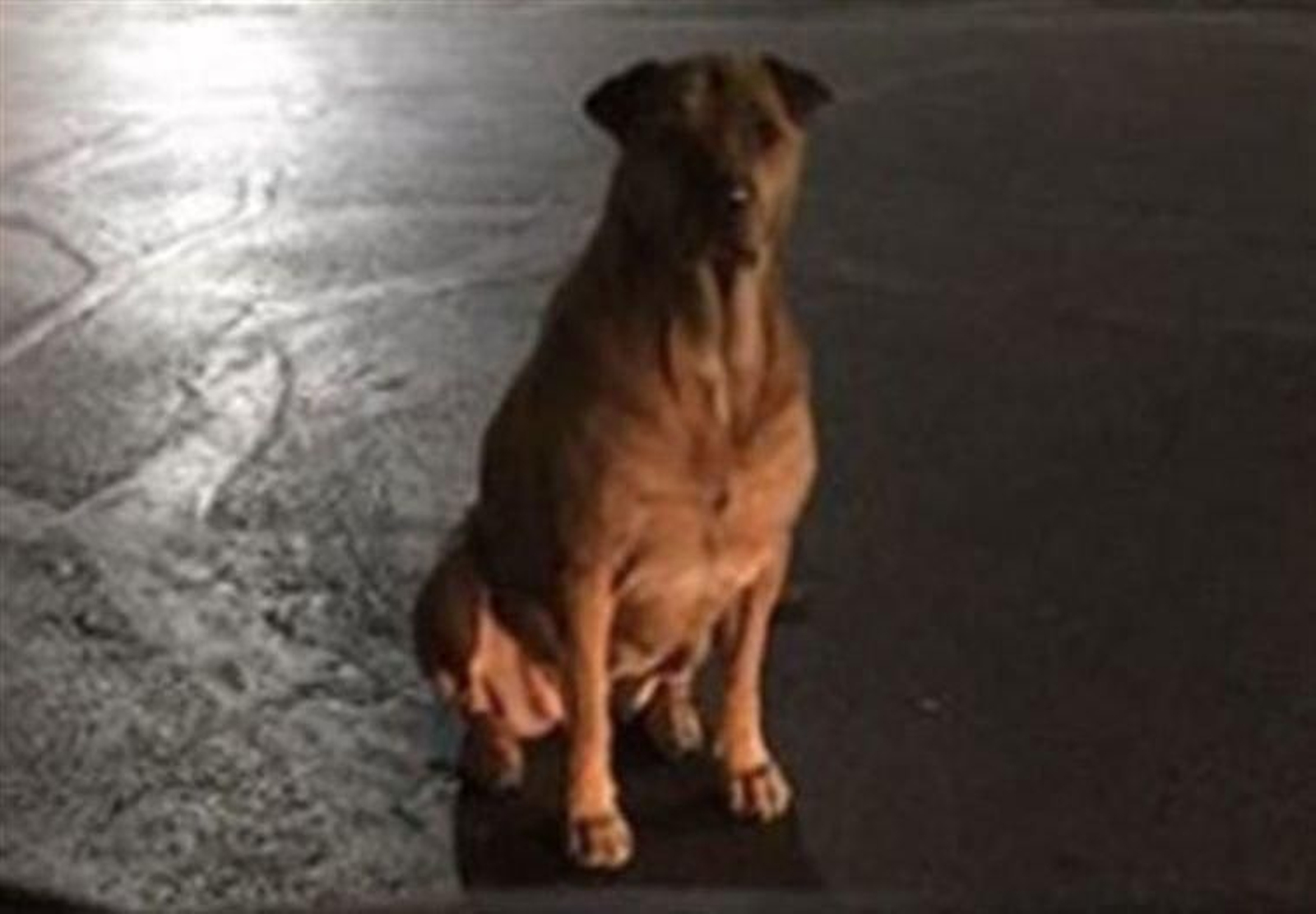 Princesa, la perra que finge no tener hogar.