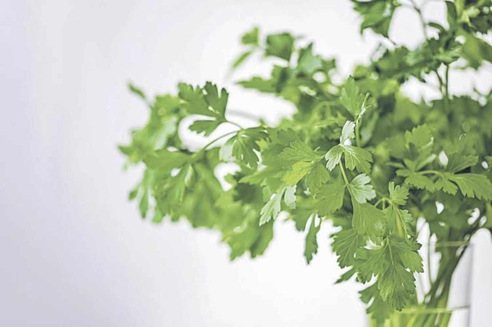 Verdes y dentadas, sus hojas son muy características.