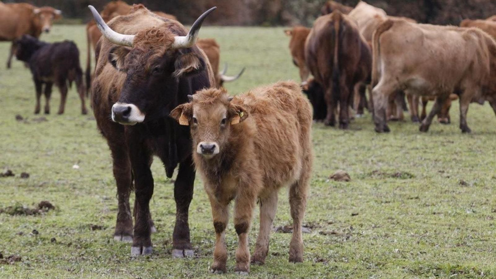 La venta intenta impulsar el relevo generacional en agricultura y ganadería.