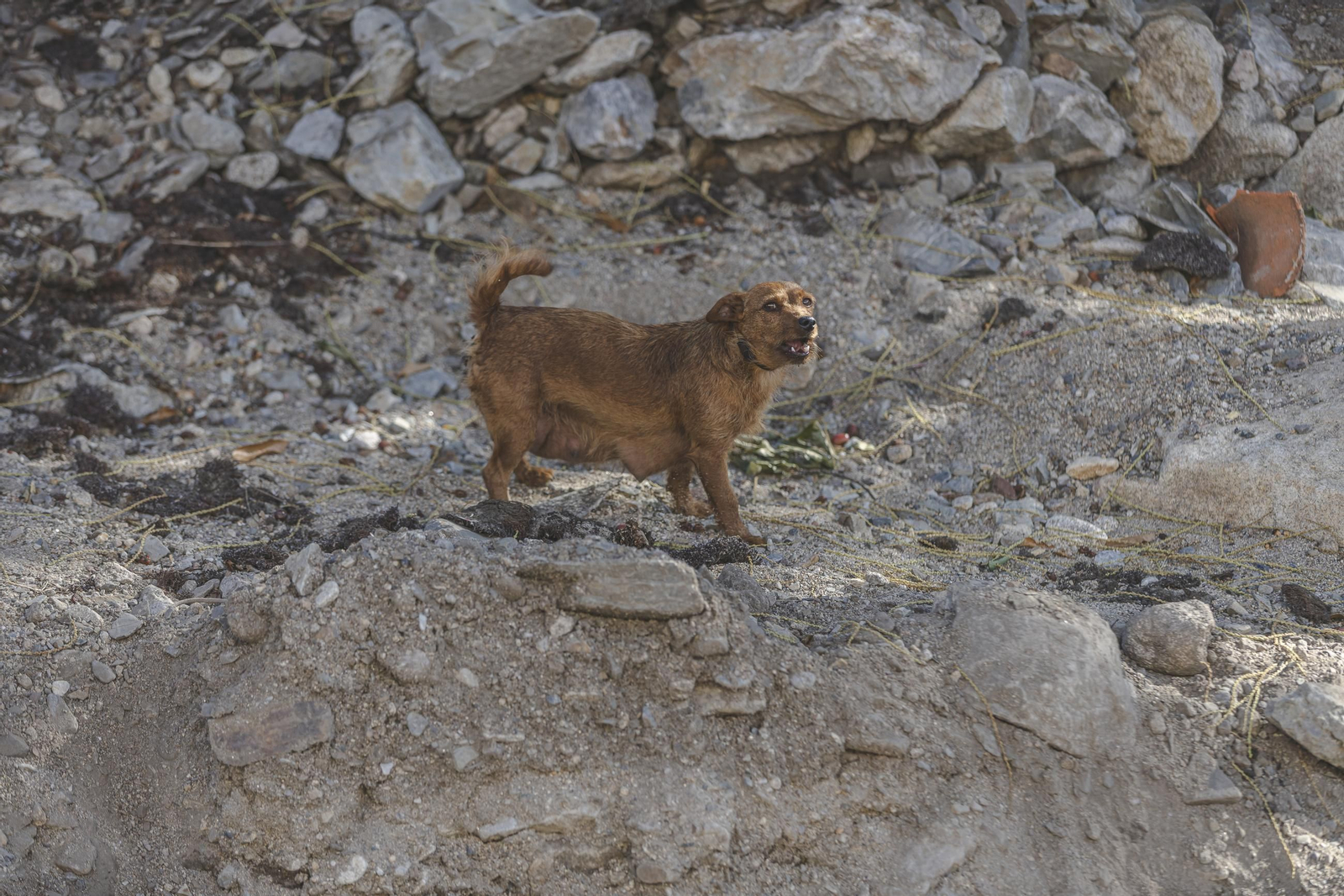 Galería | La huella del desastre dejado por la riada en A Bouza y acentuado por la parálisis, en fotos