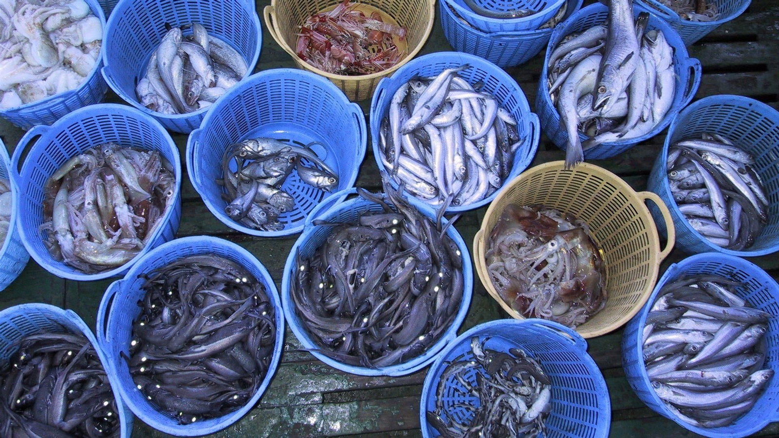 La flota española podrá pescar 17.445 toneladas de merluza en 2026, manteniendo la cuota de esta especie clave tras el acuerdo alcanzado con la UE.