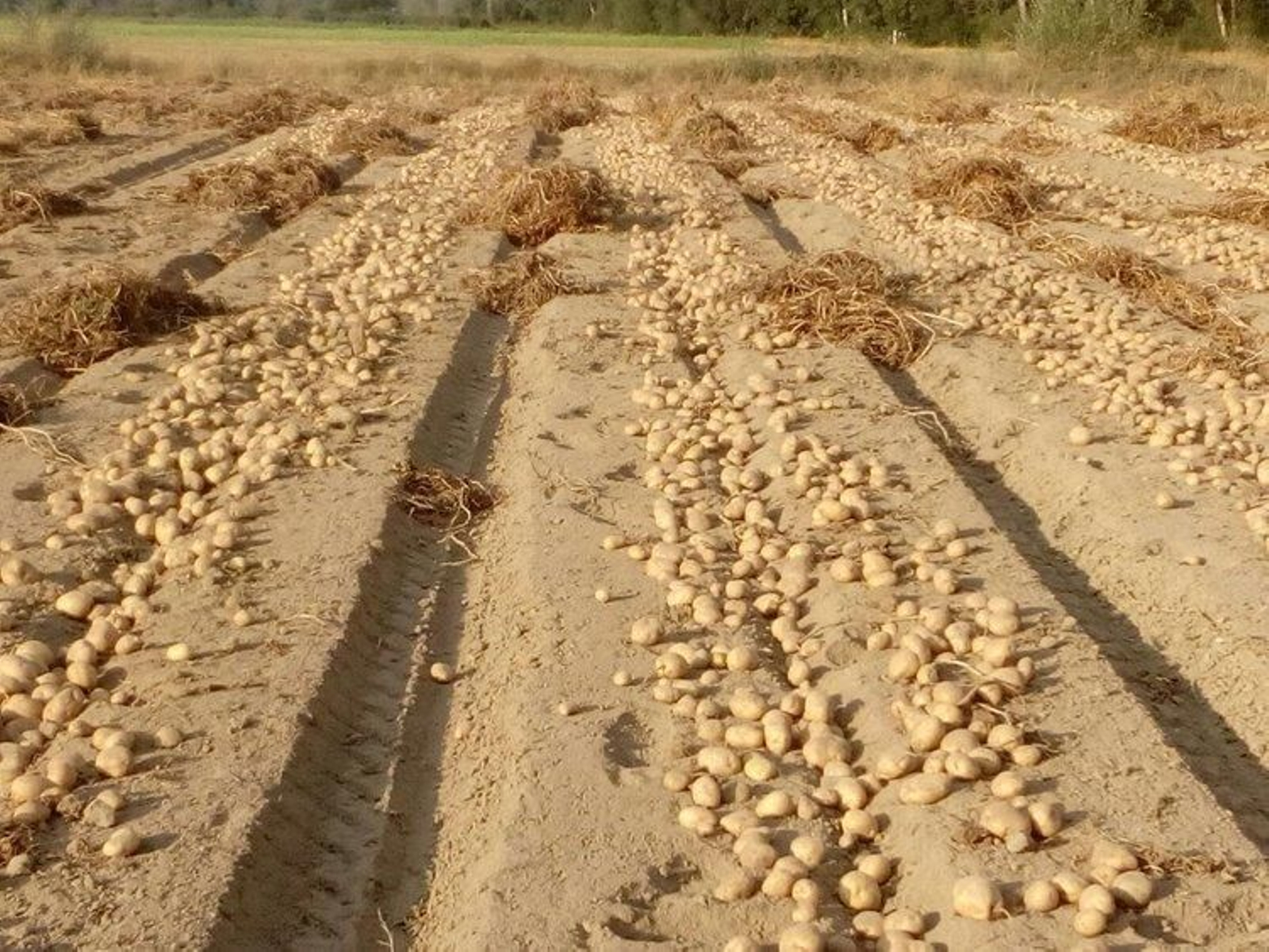 Patatas a punto de ser recogidas estos días en una explotación de A Limia.