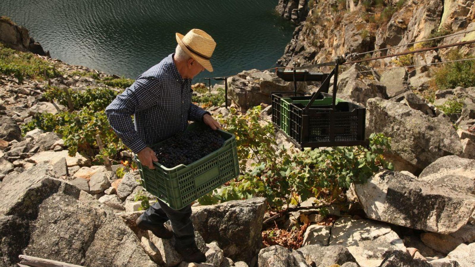 Un viticultor trabaja con mimo en la vendimia, recuperando la tradición heroica de la Ribeira Sacra.