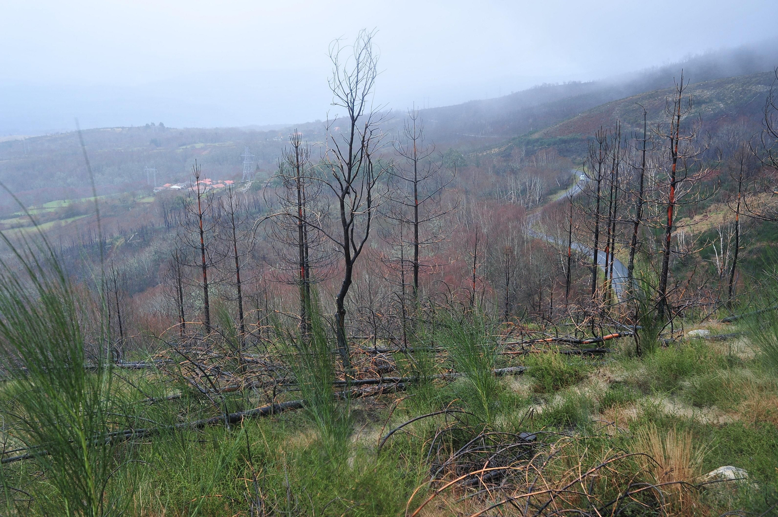 PARADA DE SIL, CABEZA DE MONTE MEDA 29/01/2020.- Degradación paisajística y medioambiental tras los incendios del 2017, Ribeira Sacra. José Paz