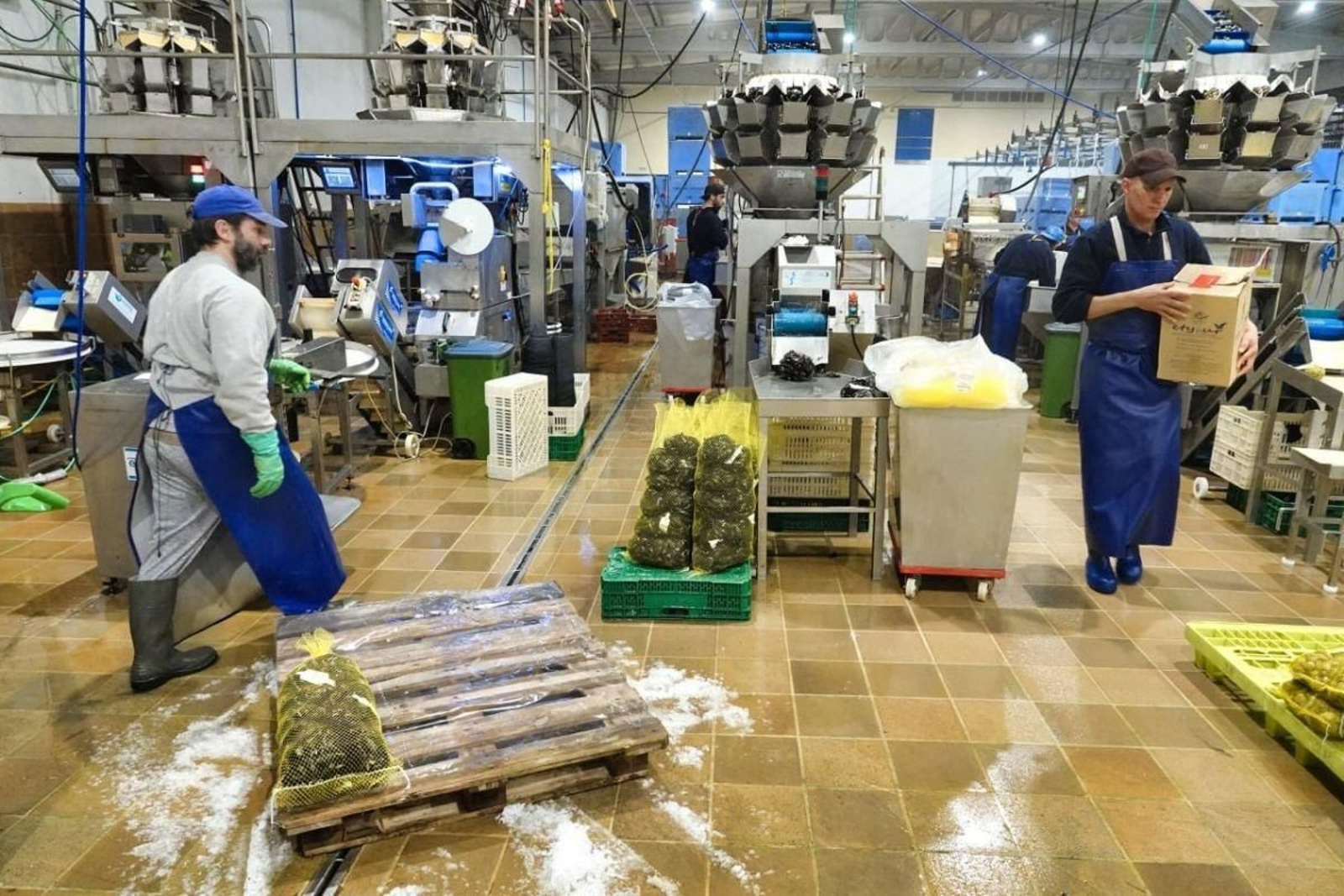 Un punto clave de toda la operativa del Berbés es la zona de depuración de moluscos, por donde pasan toneladas de mejillones y almejas: en quince horas están ya en condiciones de ser consumidos.