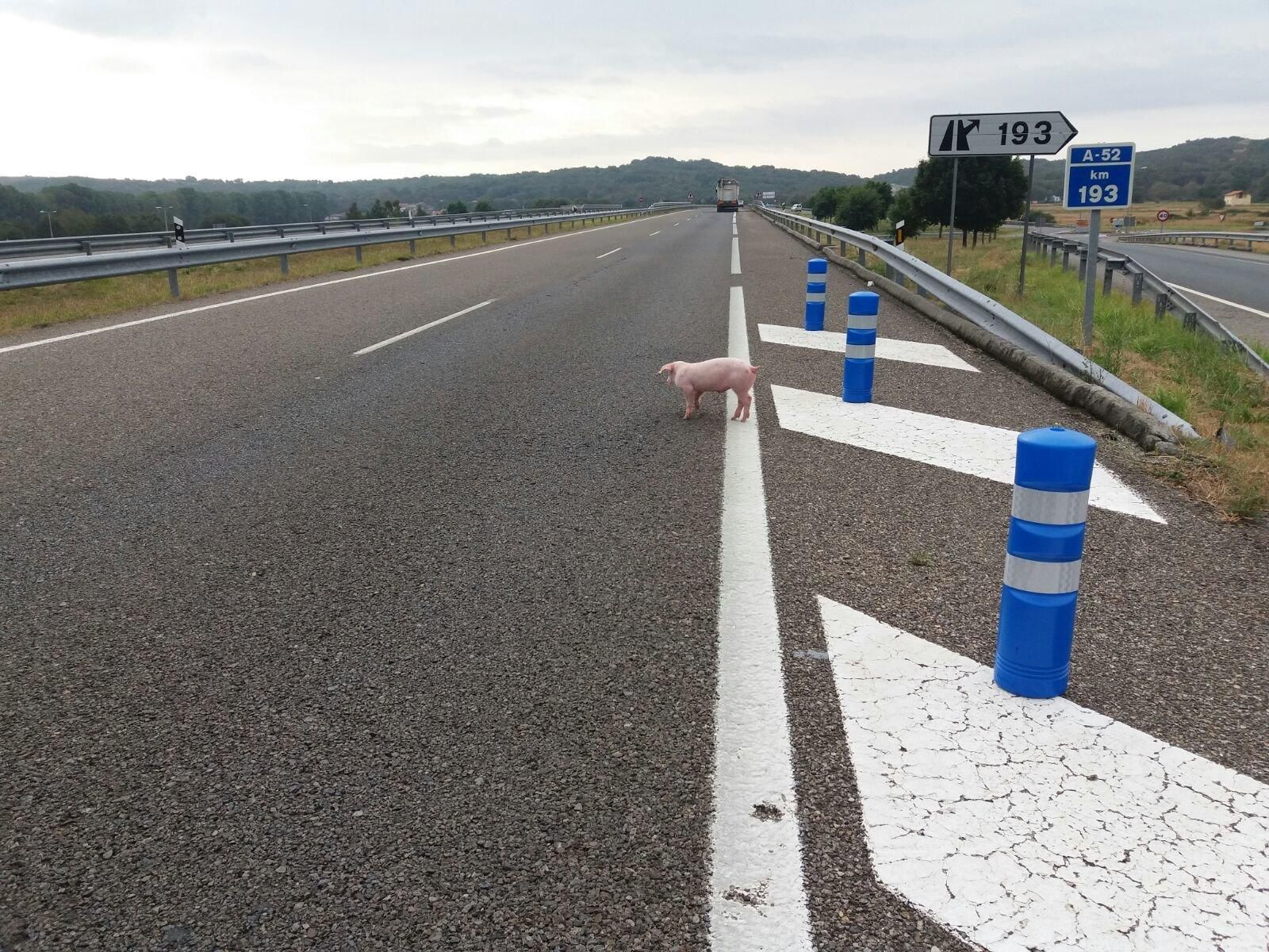 Uno de los gorrinos que cayeron en la A-52.