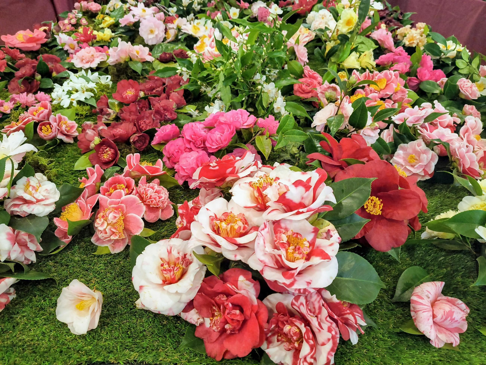 Variedades de camelias nunha exposición recente en Marín.