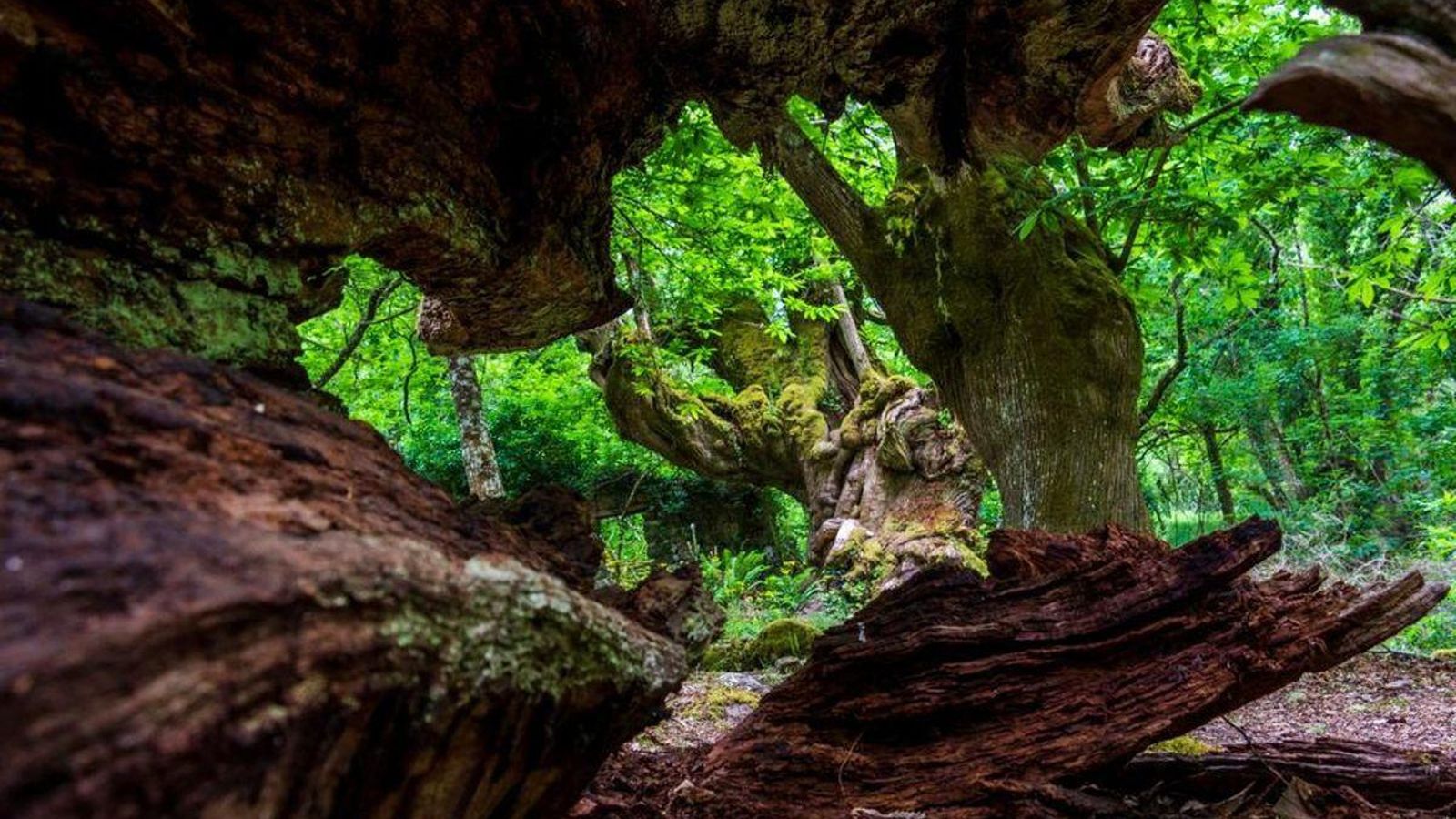 “O Tesouro escondido”, de Iago Manuel Souto.