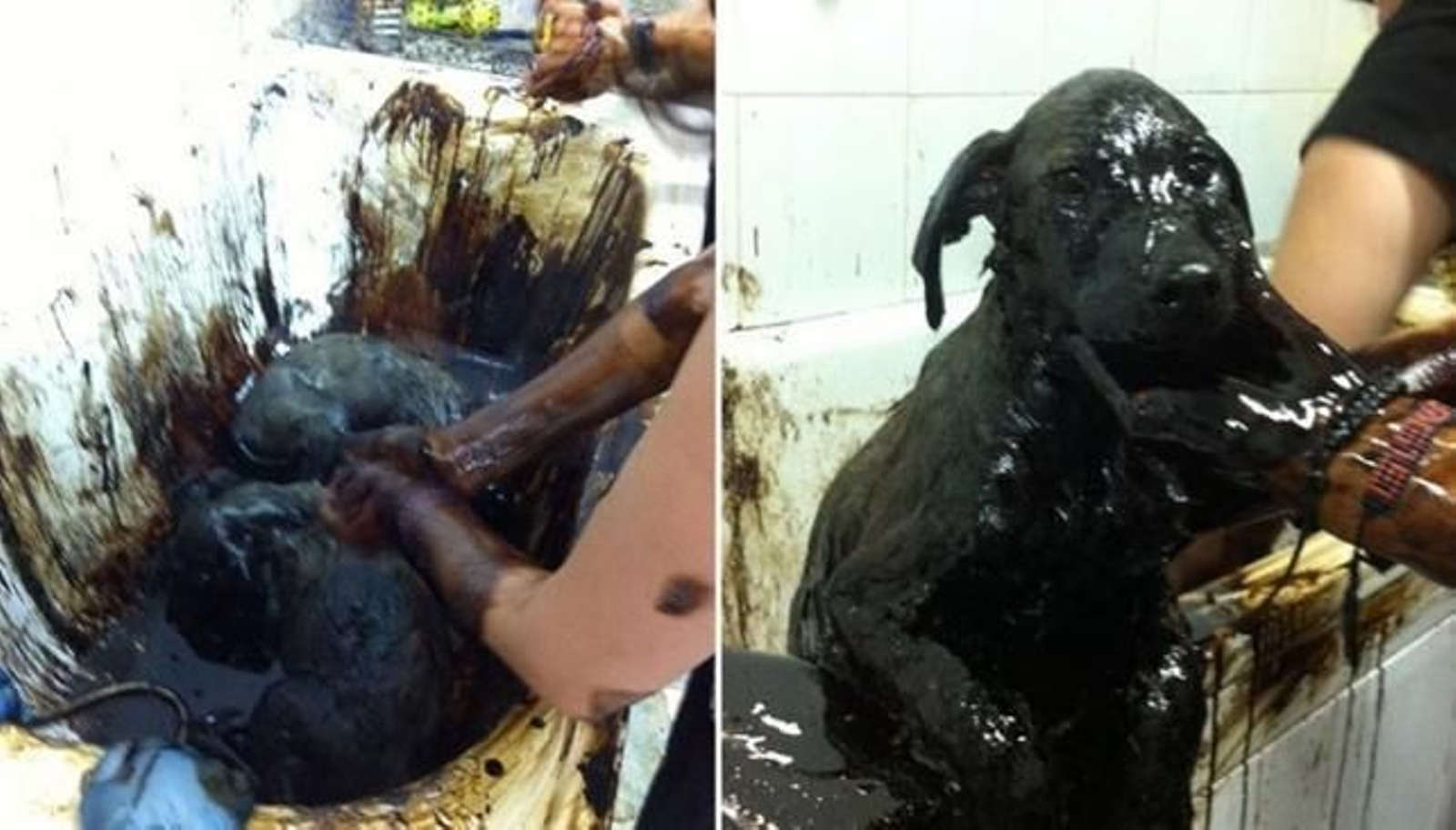 Dos de los perros han conseguido sobrevivir.