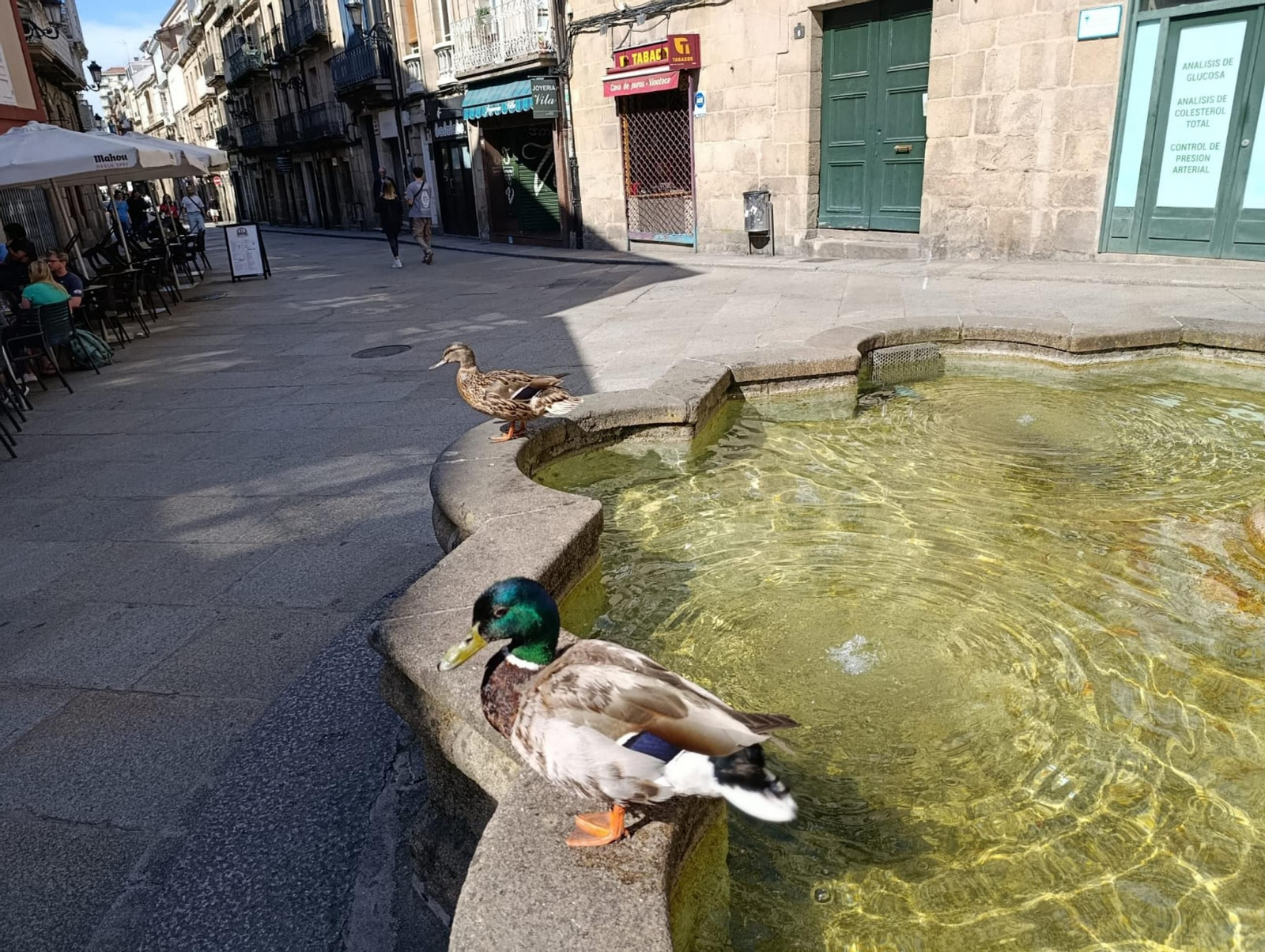 Los patos de Ourense, en la fuente de la Plaza del Hierro.