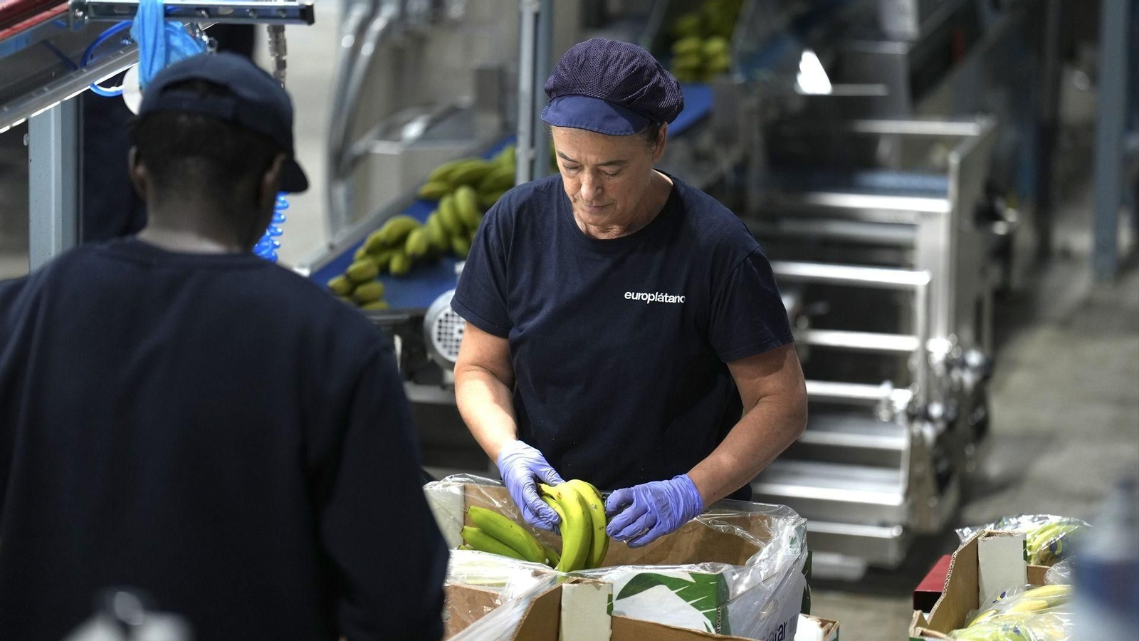 Varios trabajadores en una planta de plátanos.