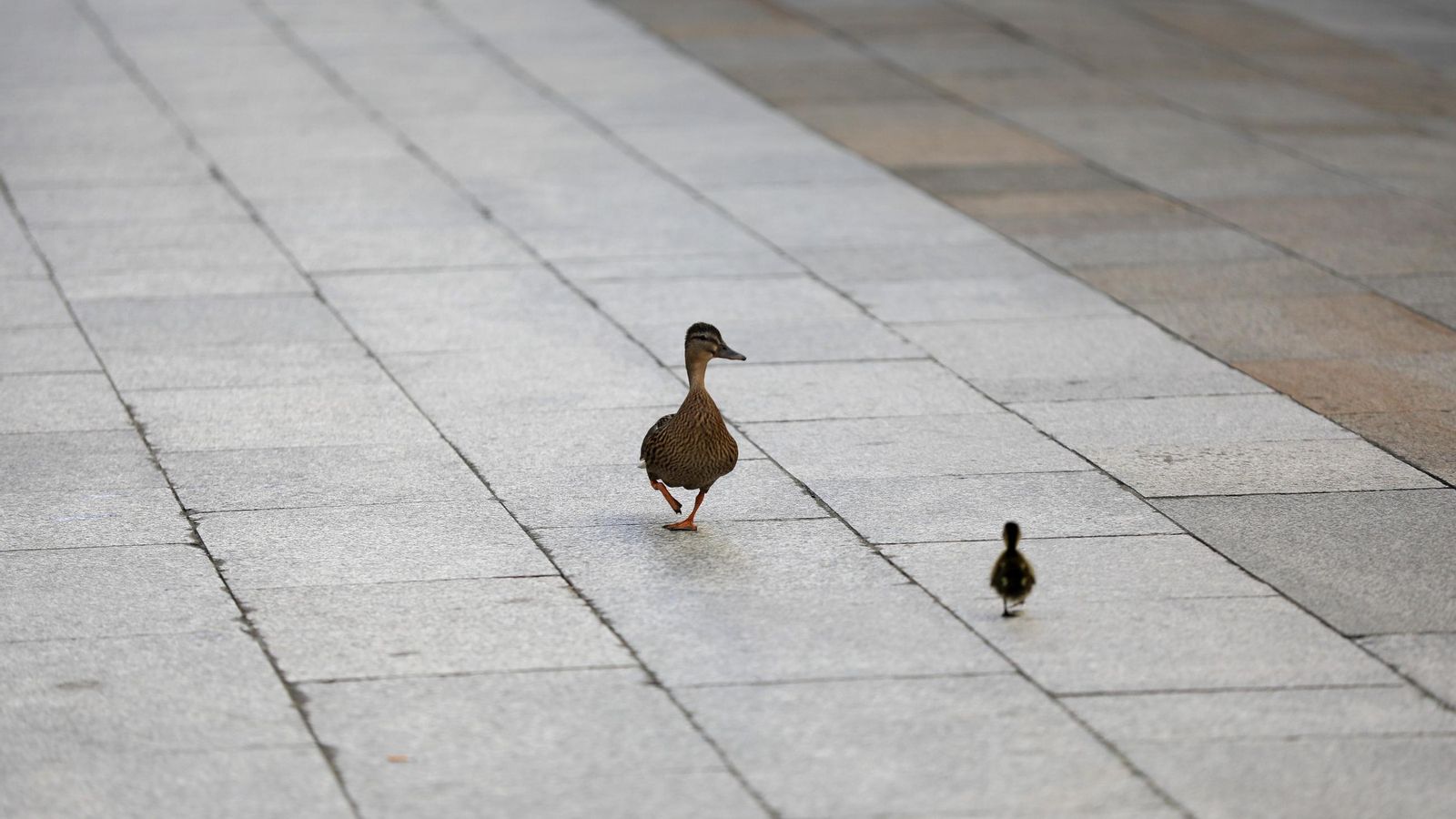 La pata con una cría por la calle del Paseo