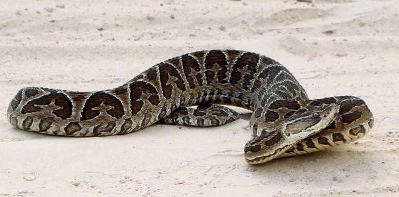 Ejemplar de serpiente venenosa.