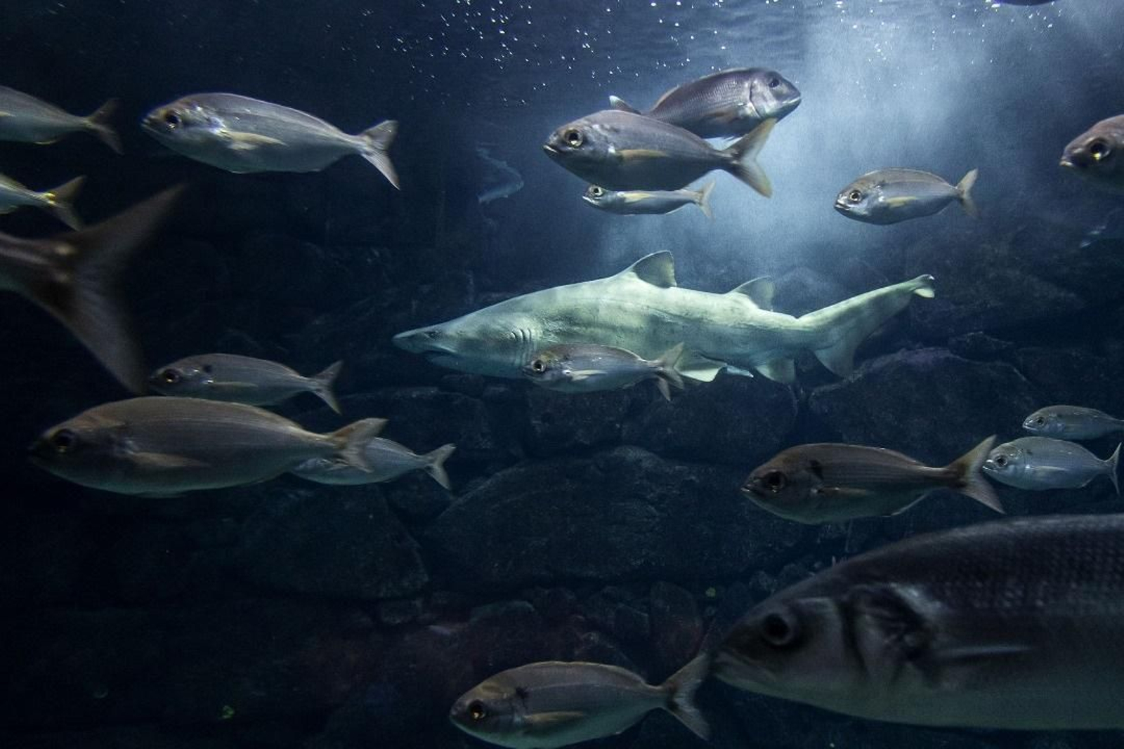 Gastón, el tiburón toro del acuario de A Coruña.