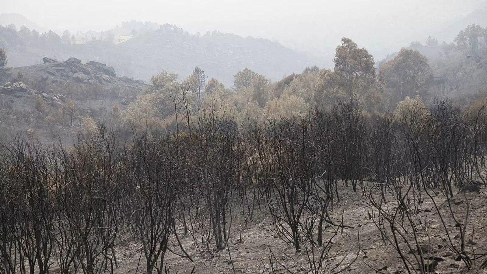 Superficie forestal quemada en el incendio de Oímbra.
